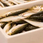 魚